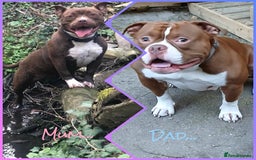 American Bully dogs for sale: Pocket American Bully Puppies - Image 7