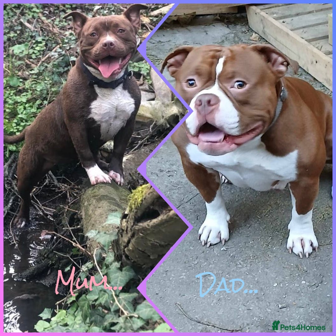 American Bully dogs for sale: Pocket American Bully Puppies - Image 7