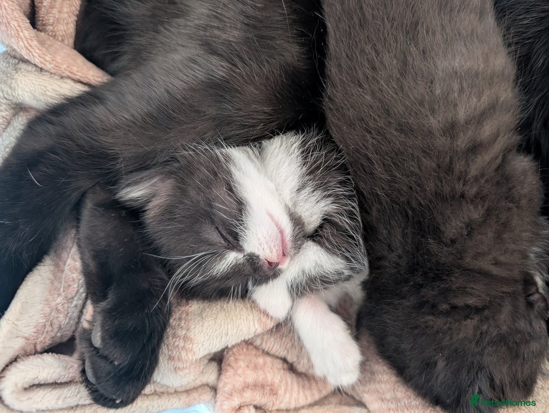 Mixed Breed cats for sale: Three kittens - Image 1