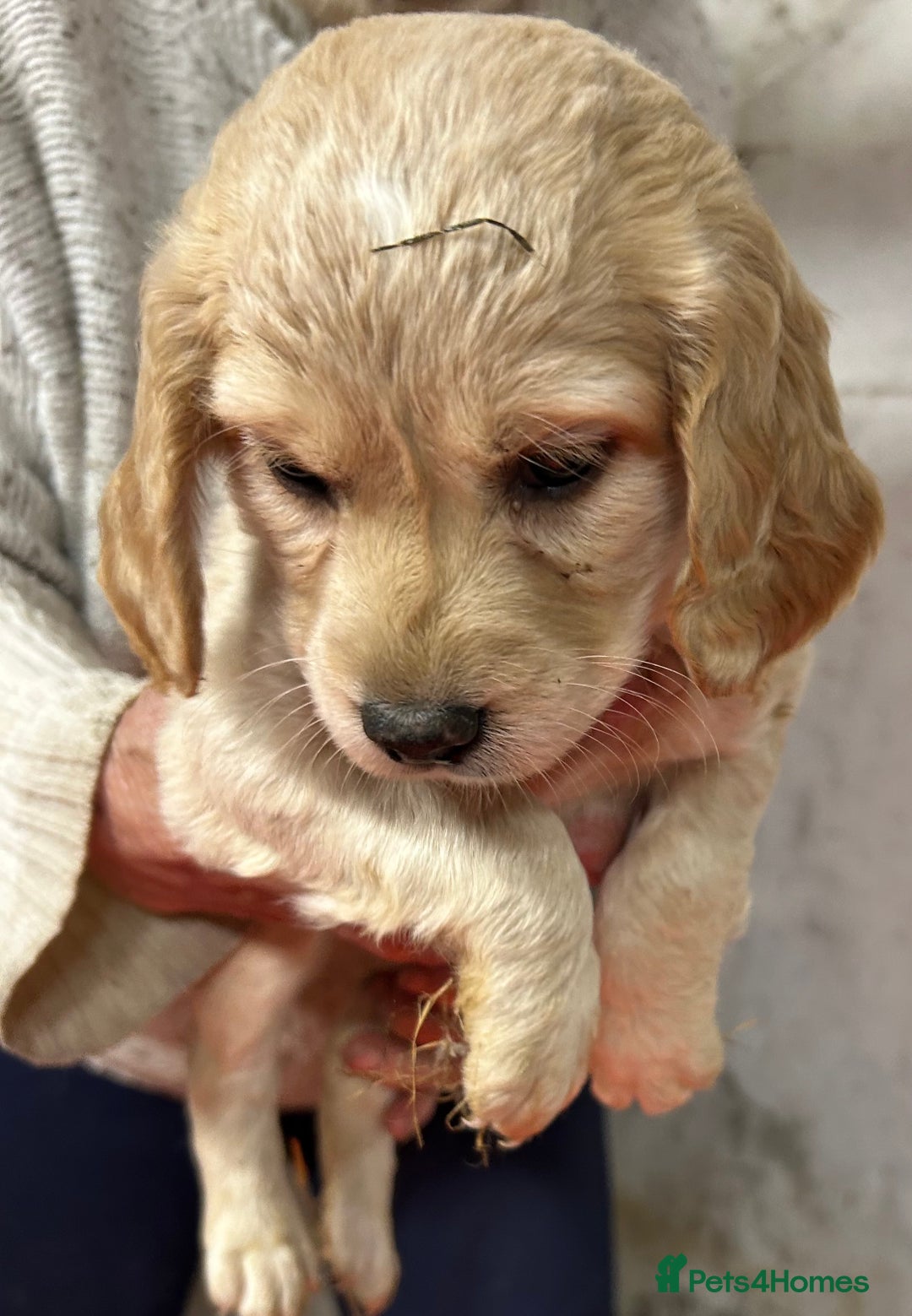 Mixed Breed dogs for sale: Cavapoo Puppies - Advert 4