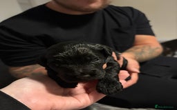 Mixed Breed dogs for sale: Beautiful miniature Labrador x cockapoo  - Image 4