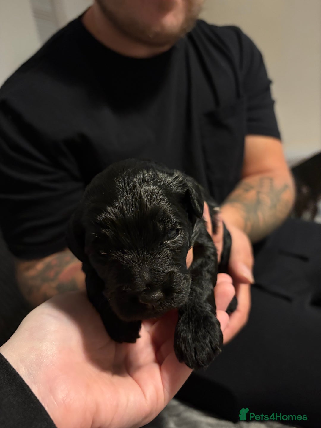 Mixed Breed dogs for sale: Beautiful miniature Labrador x cockapoo  - Image 4