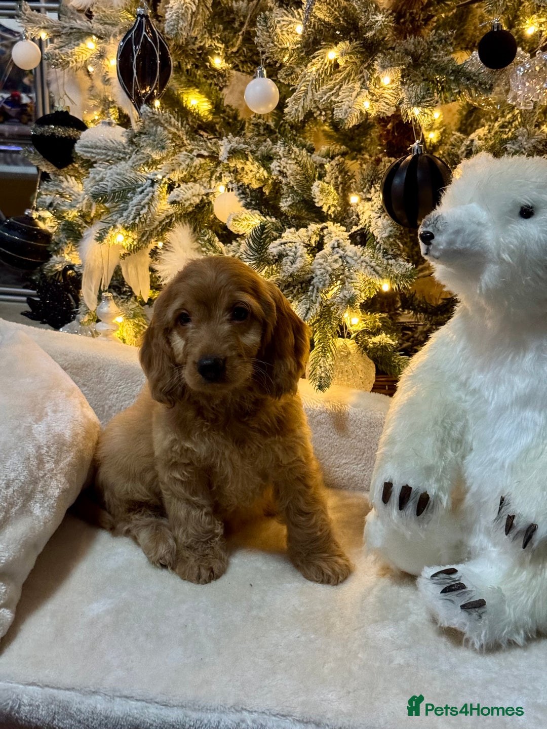 Cockapoo dogs for sale: F1 apricot Cockerpoos looking looking for homes - Advert 4