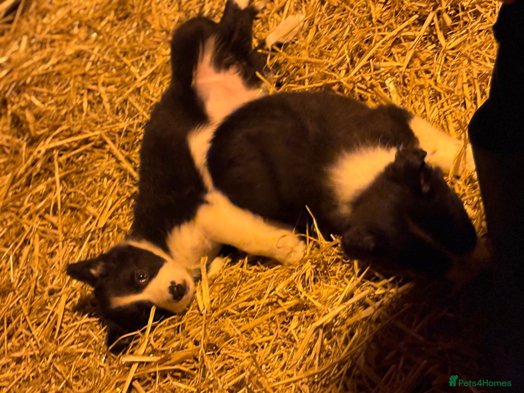 Border Collie dogs for sale: Collie pups  - Advert 6