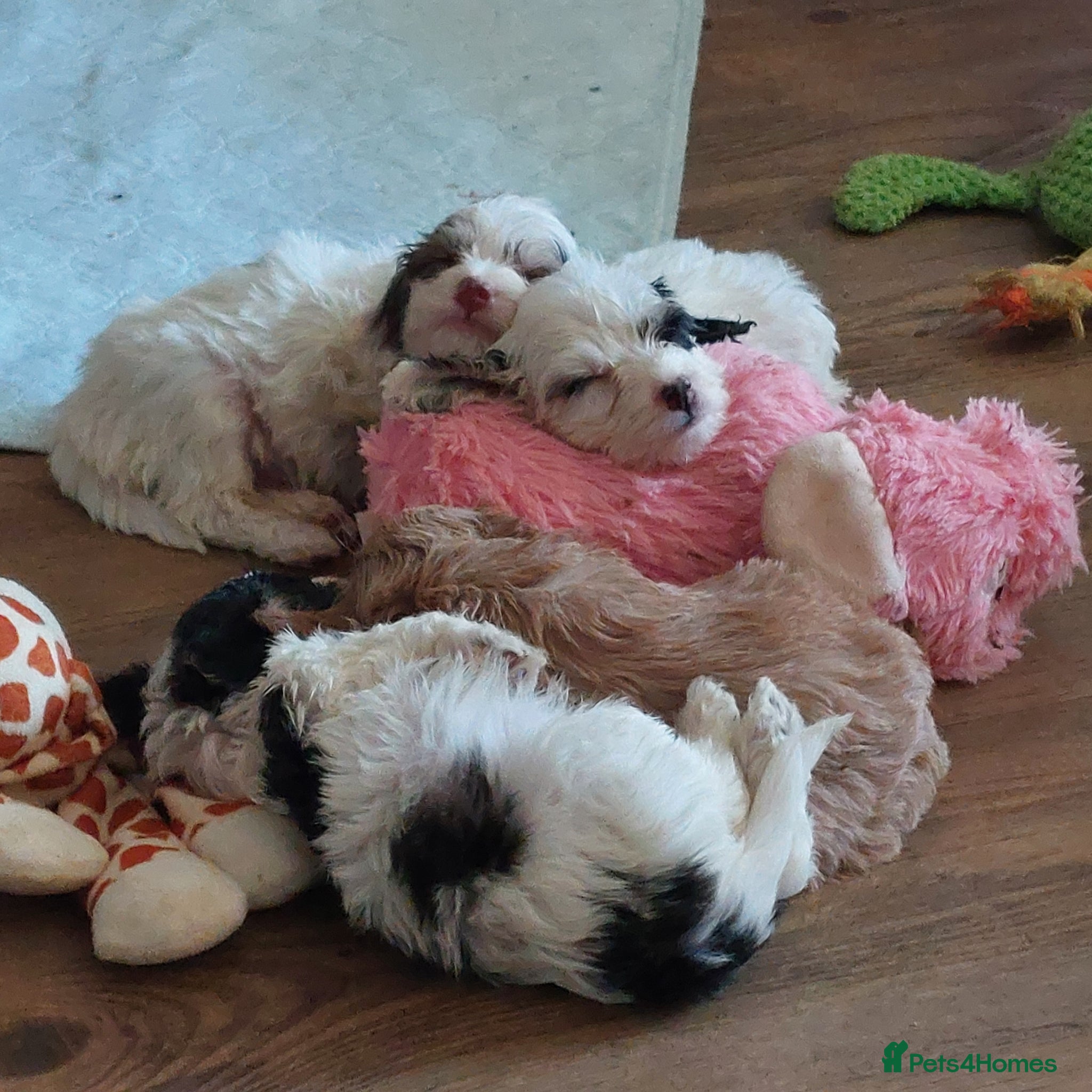 Cockapoo dogs Beautiful Cockapoos - pups reavailable  - Advert 6