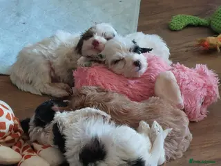 Cockapoo dogs Beautiful Cockapoos - pups reavailable - Advert 6