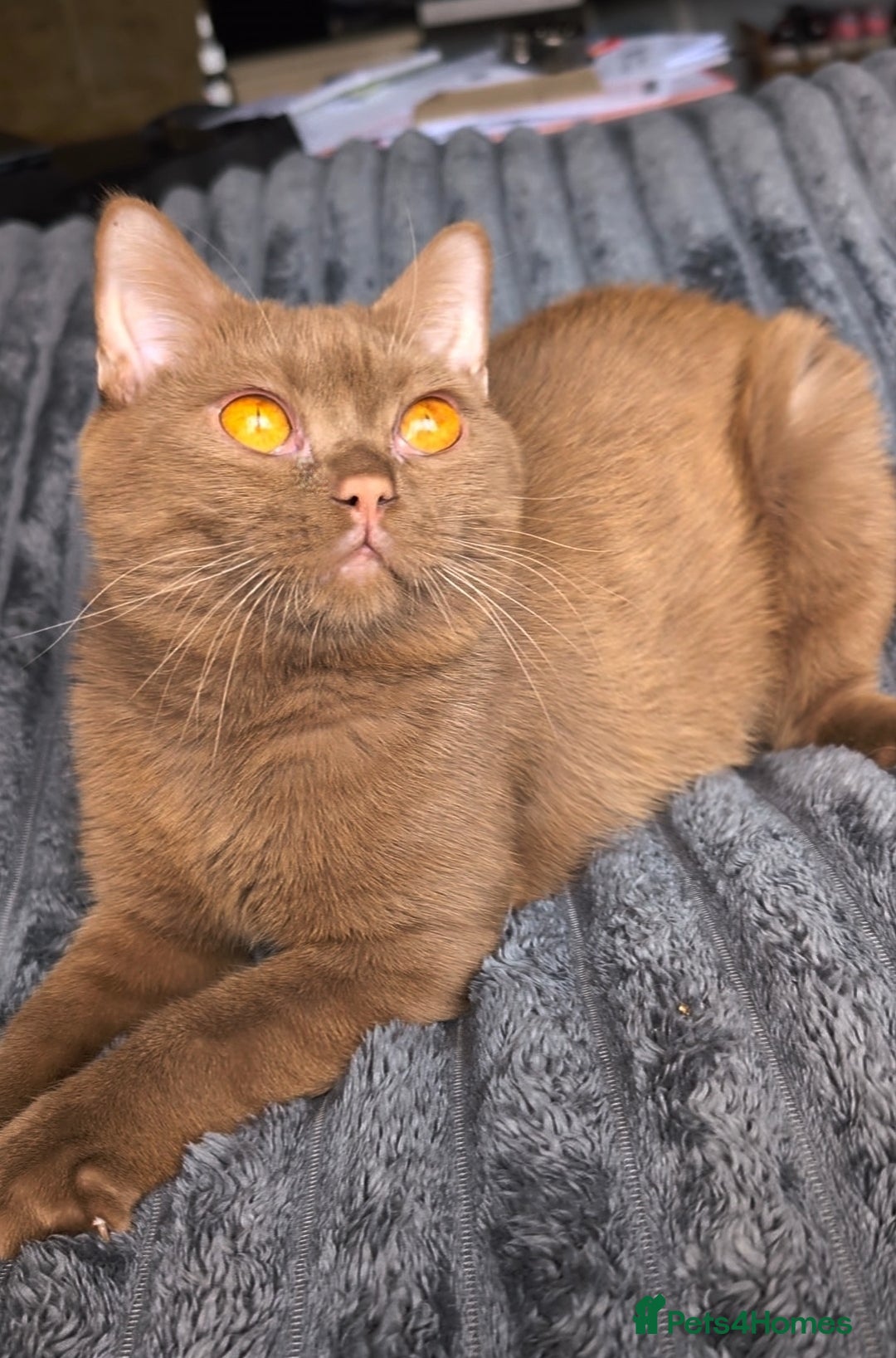 British Shorthair cats for stud: 💦CINNAMON BSH❣️GCCF & TICA active💙STUD 🩸Blood B - Image 5