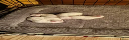 Maltese dogs for sale: Maltese puppy's - Advert 18