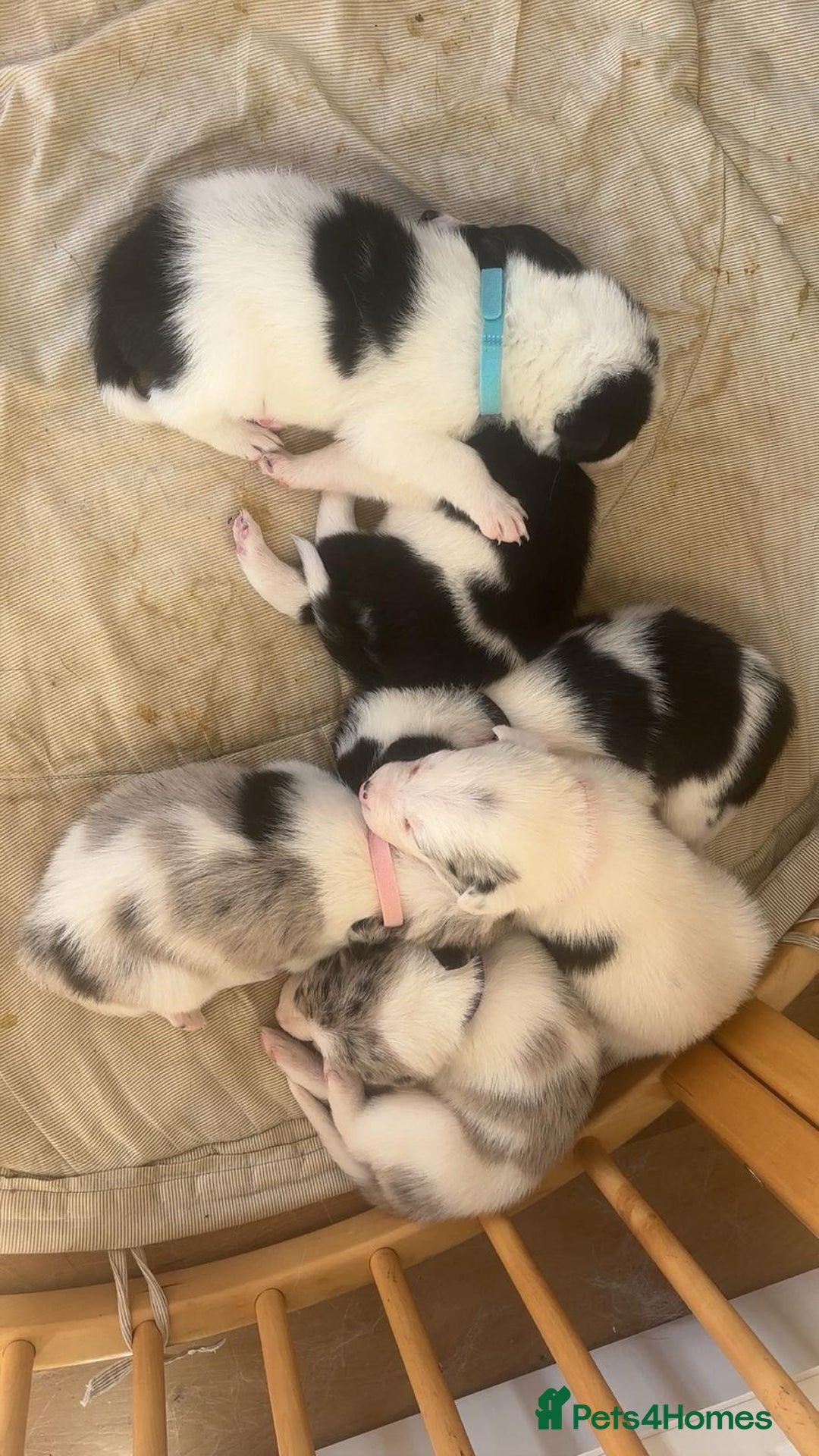 Border Collie dogs for sale: ✨ 6 beautifully marked border collie puppies ✨ - Advert 4