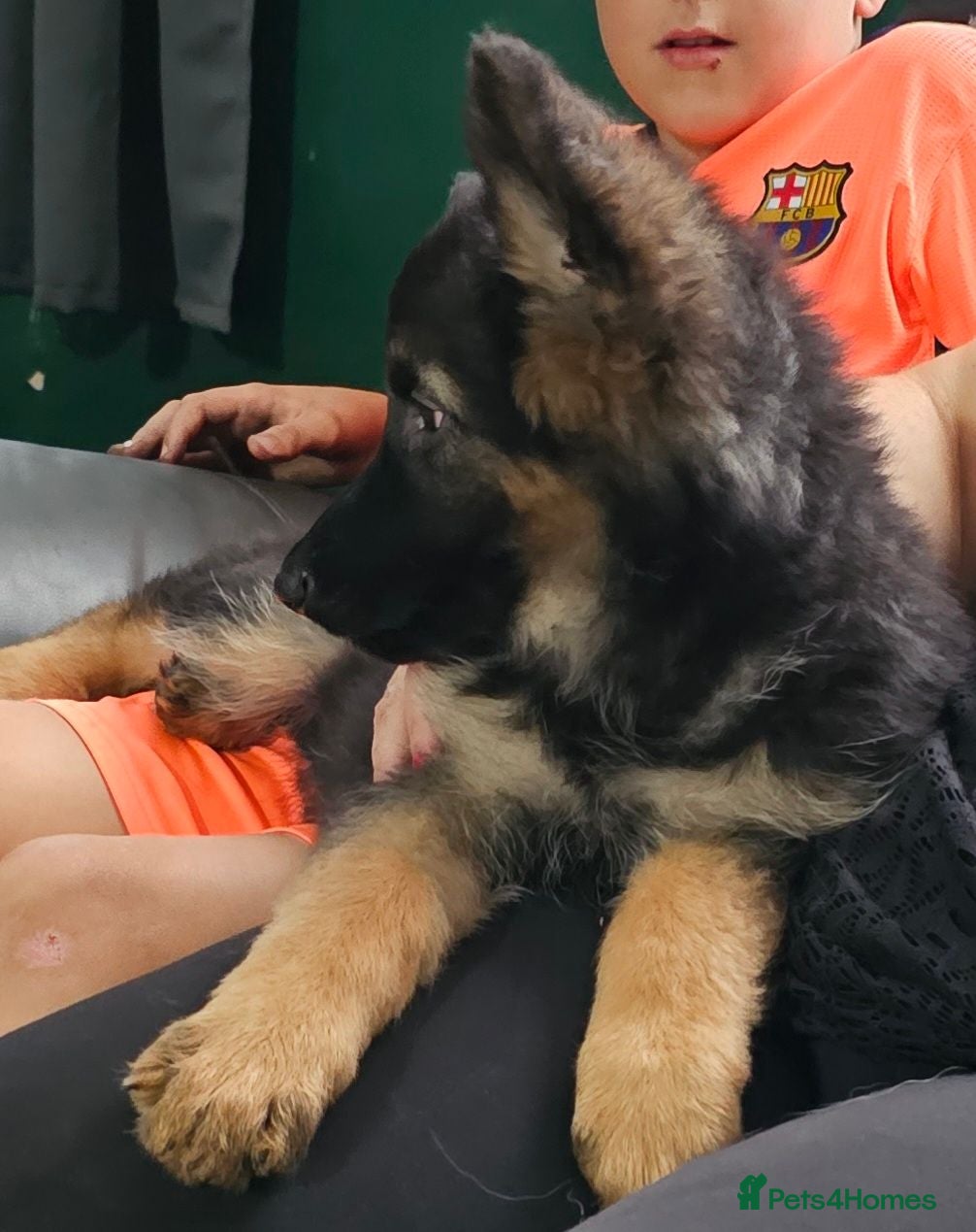 German Shepherd dogs A Healthy Litter Of 7 German Shepherds - Advert 2