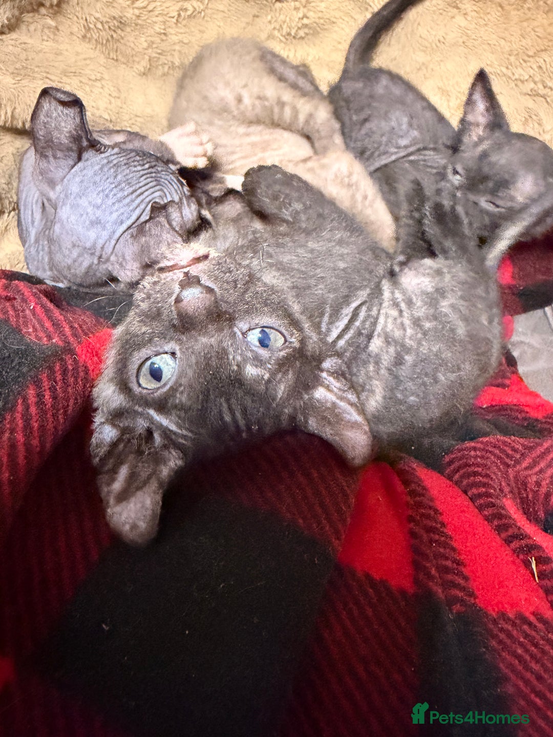 Sphynx cats for sale: Beautiful Sphynx and Elf kittens 🐾🩵🩷 - Advert 6