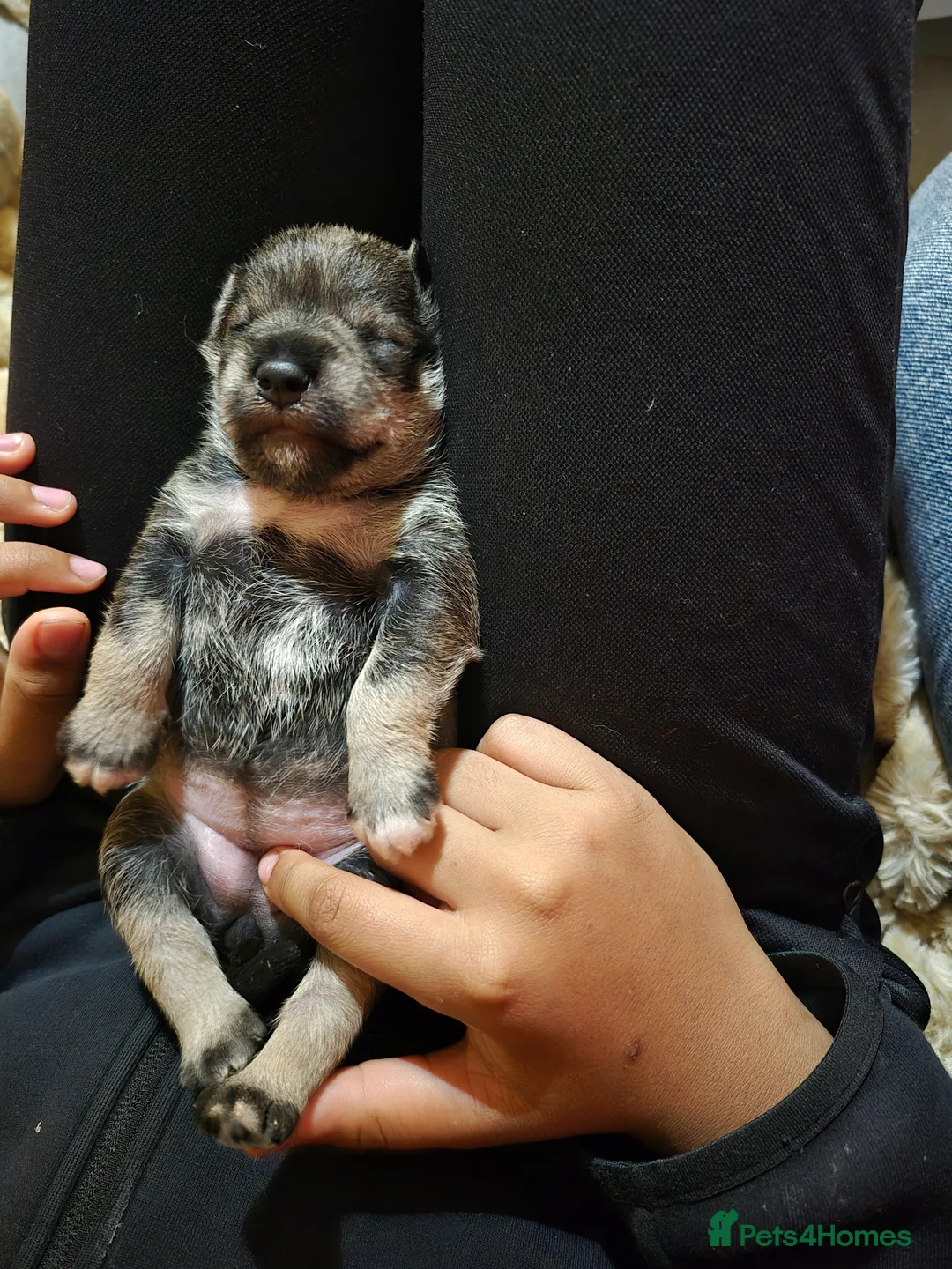 Miniature Schnauzer dogs for sale: Adorable Miniature Shnauzer ,SOLD - Advert 22