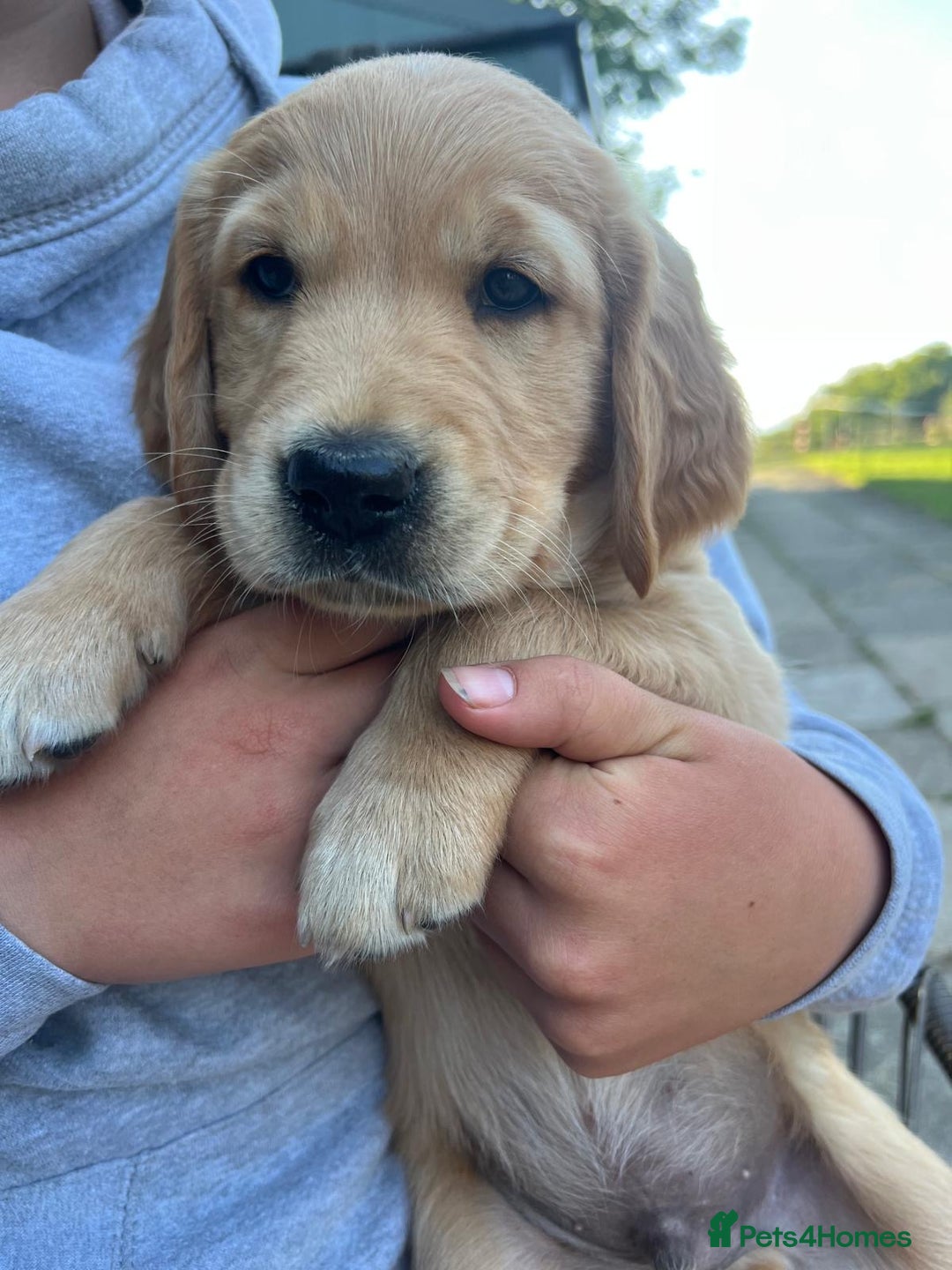 Golden Retriever dogs for sale: 2 beautiful golden retriever boys available. - Image 19