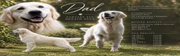 Golden Retriever dogs for sale: KC Champion line puppies from DNA tested parents  - Advert 3