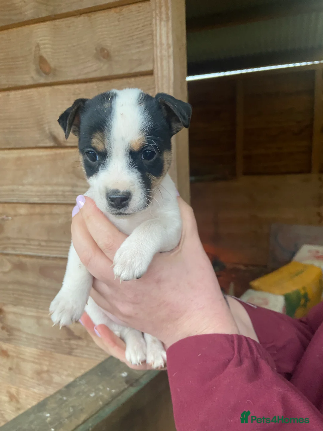 Jack Russell dogs for sale: Beautiful True to type Jack Russell  - Advert 7