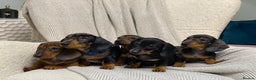 Miniature Dachshund dogs for sale: KC PRA CLR Miniature dachshunds  - Advert 20