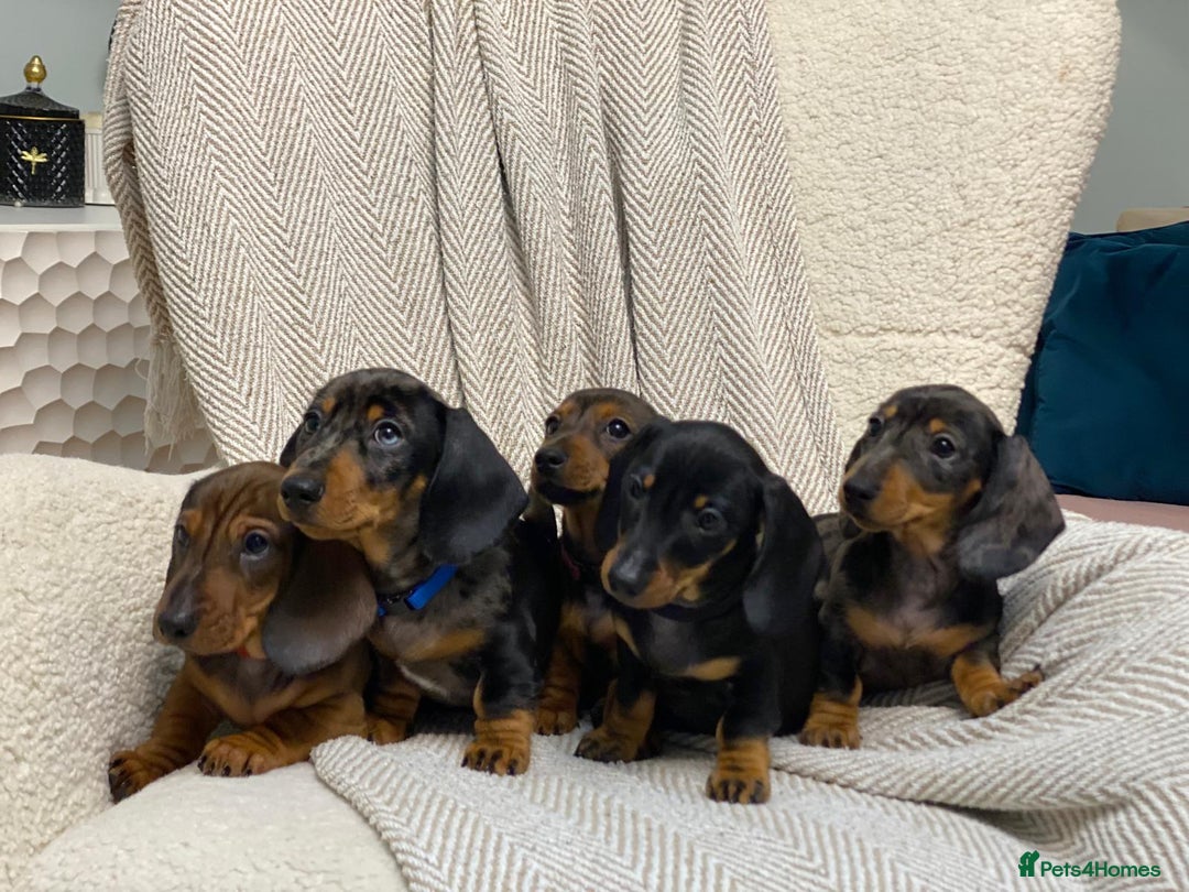Miniature Dachshund dogs for sale: KC PRA CLR Miniature dachshunds  - Advert 20