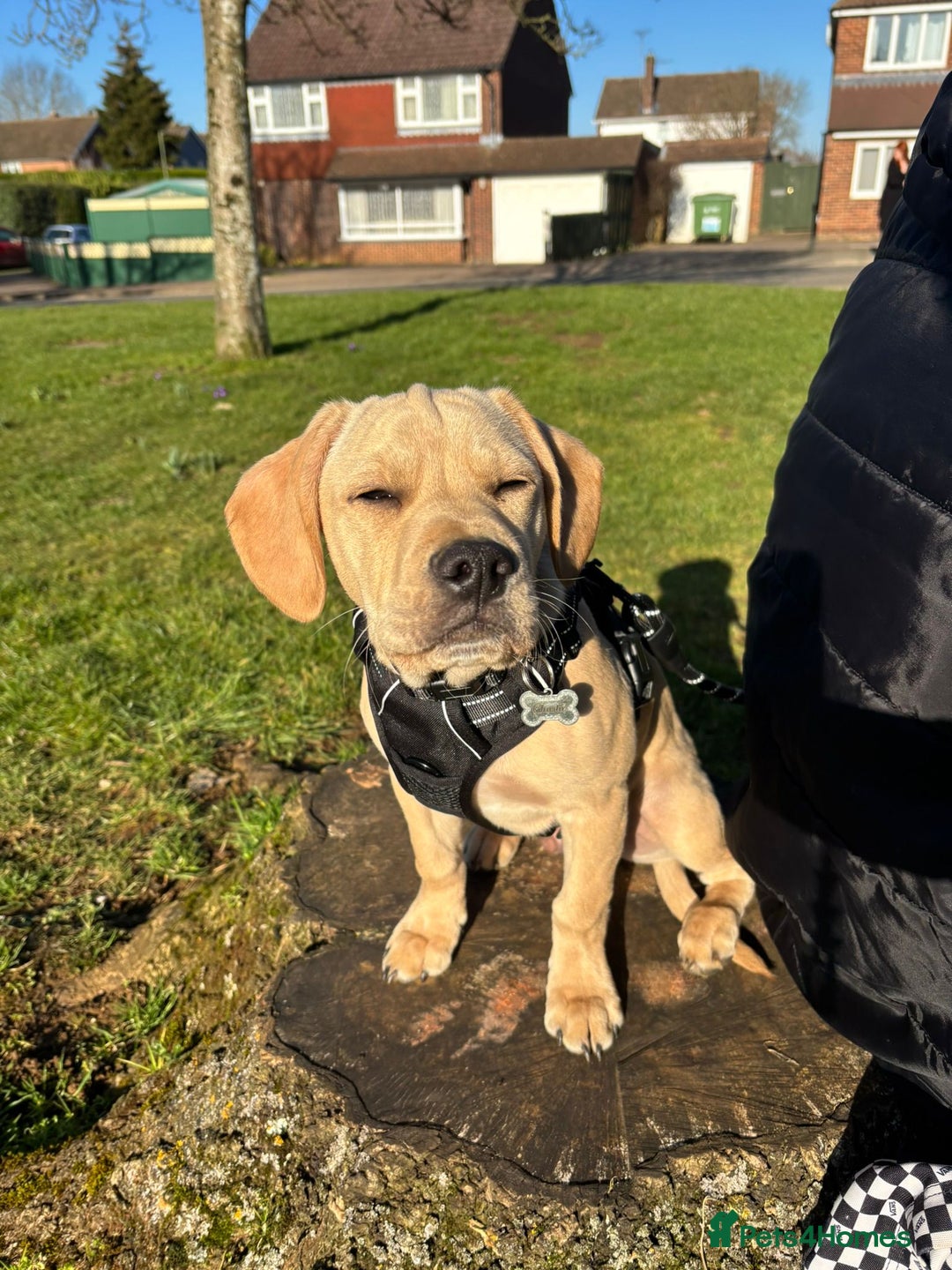 Mixed Breed dogs for sale: Charlie - Image 4