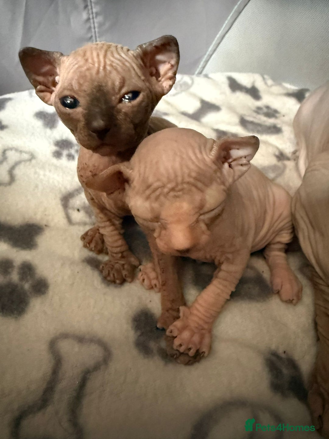 Sphynx cats for stud: Sphynx boy for stud  in Southampton - Advert 33