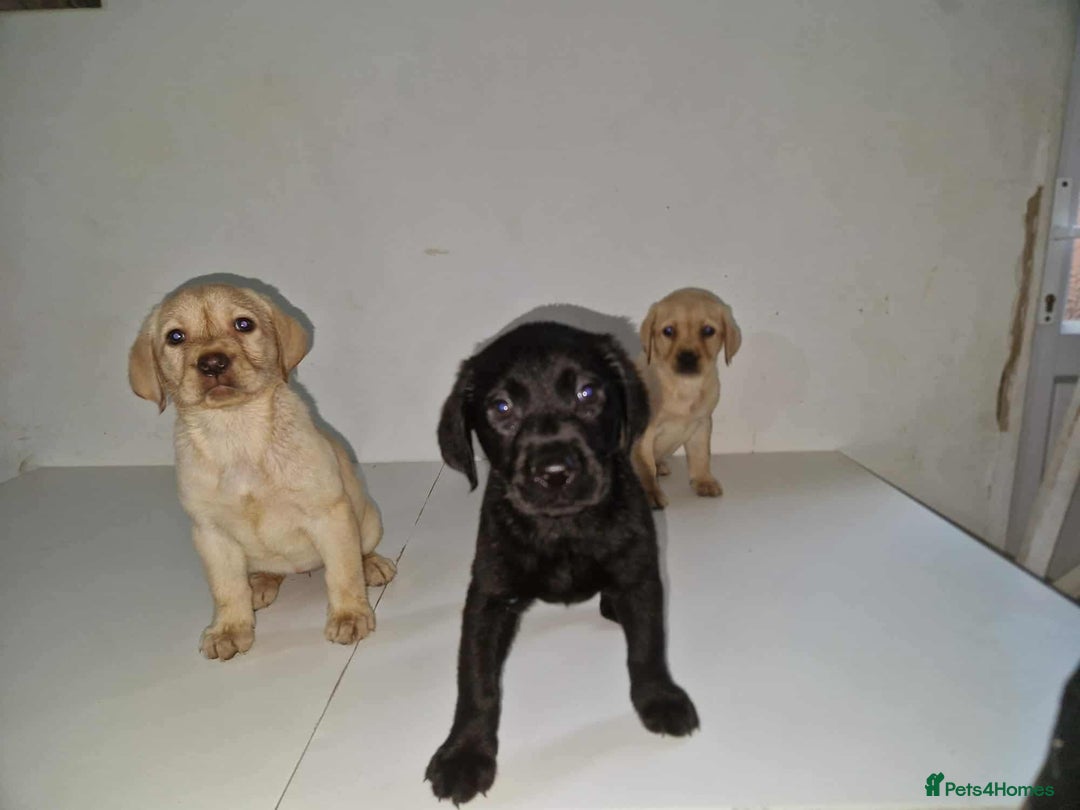Labrador Retriever dogs for sale: Labrador Puppies - Image 3
