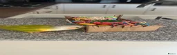 Conures birds for sale: Pineapple GC Conure in Halstead - Advert 2
