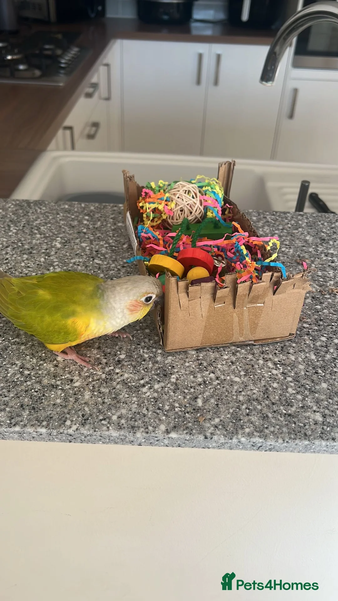 Conures birds for sale: Pineapple GC Conure in Halstead - Advert 2