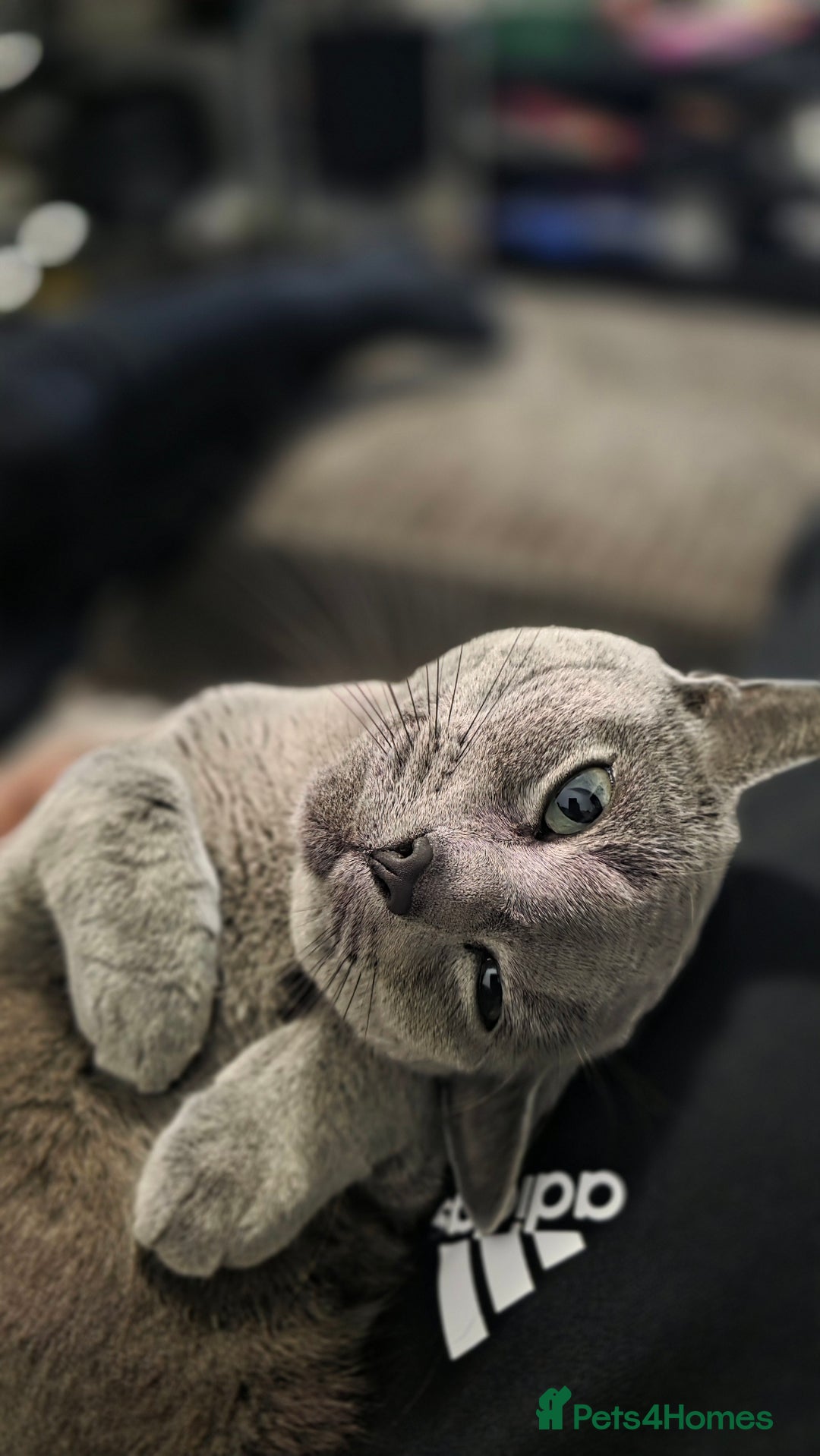 Russian Blue cats for sale: Adorable Russian Blue - Advert 3