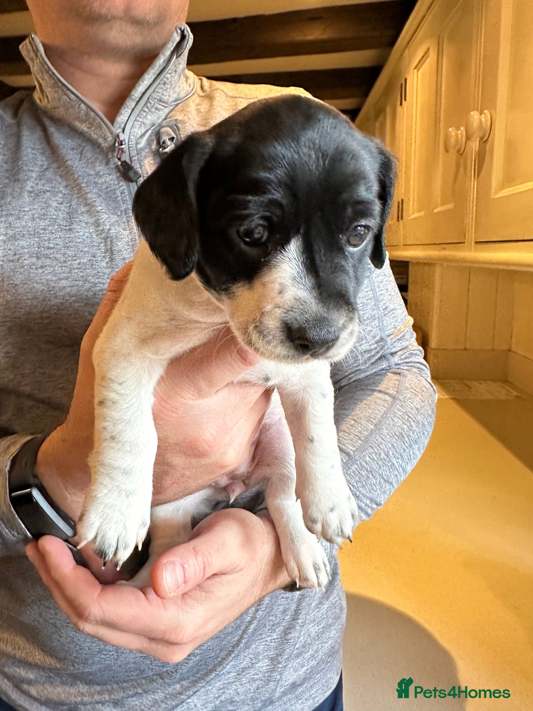 Mixed Breed dogs for sale: SpanielX x Jack Russell - Advert 9