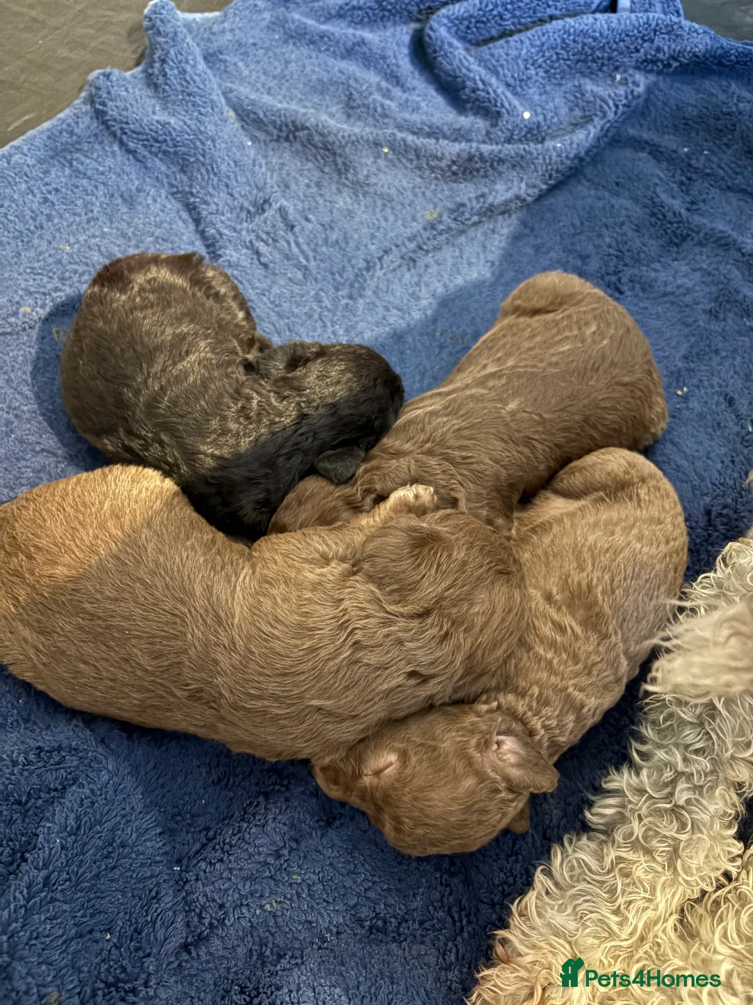 Bedlington Terrier dogs for sale: Bedlington puppies - Advert 3