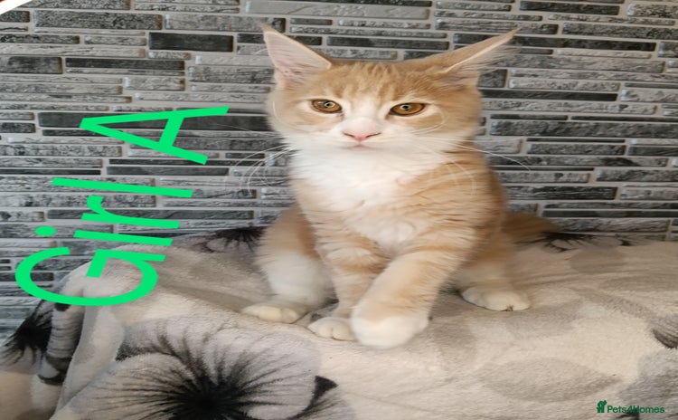 Maine Coon cats - Advert 13
