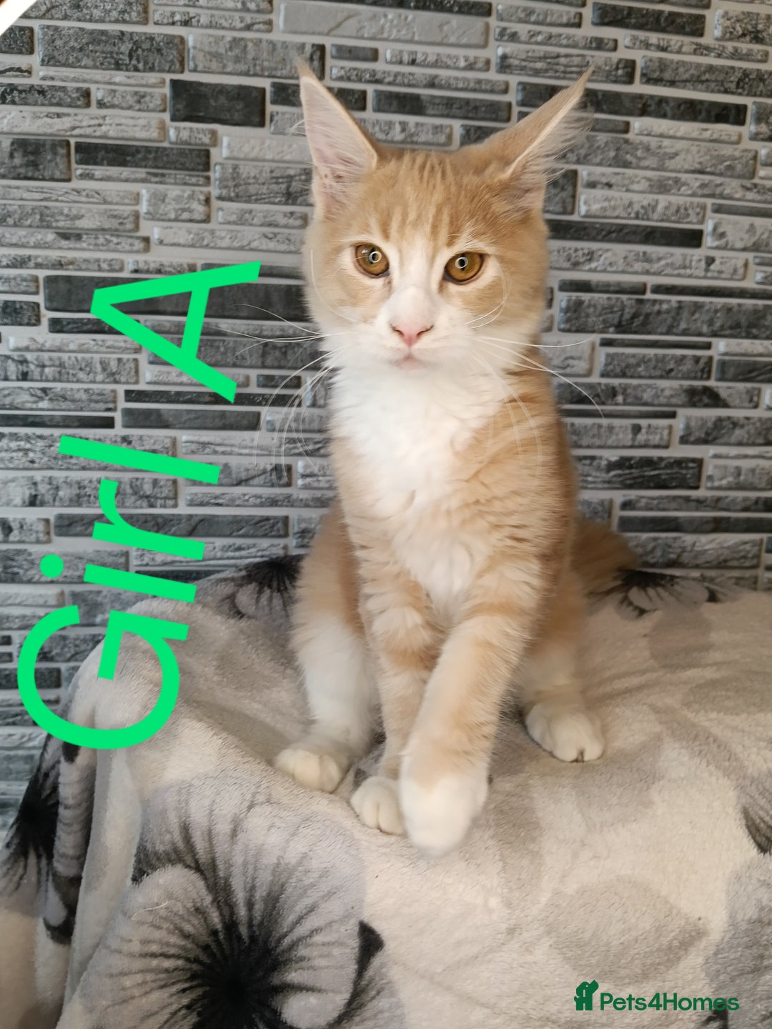 Maine Coon cats for sale: Maine coon kittens 'PuuureLove'  - Image 1