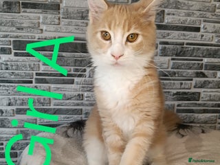 Maine Coon cats - Advert 1