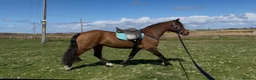 Other Breed horses for sale: Welsh x Hanovarian for sale   in Halkirk - Advert 8