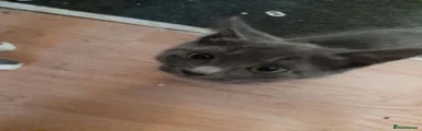 Domestic Shorthair 4