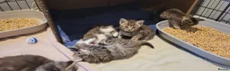 Mixed Breed cats for sale: 5 kittens *2boys**3 girls* available 31st May - Advert 4