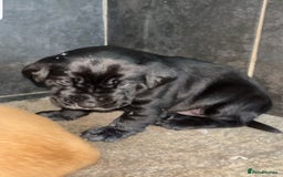 Labrador Retriever dogs for sale: Beautiful chunky KC Labrador ftch bloodline - Image 3