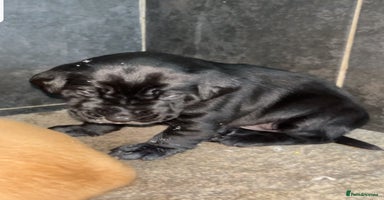 Labrador Retriever dogs - Advert 3