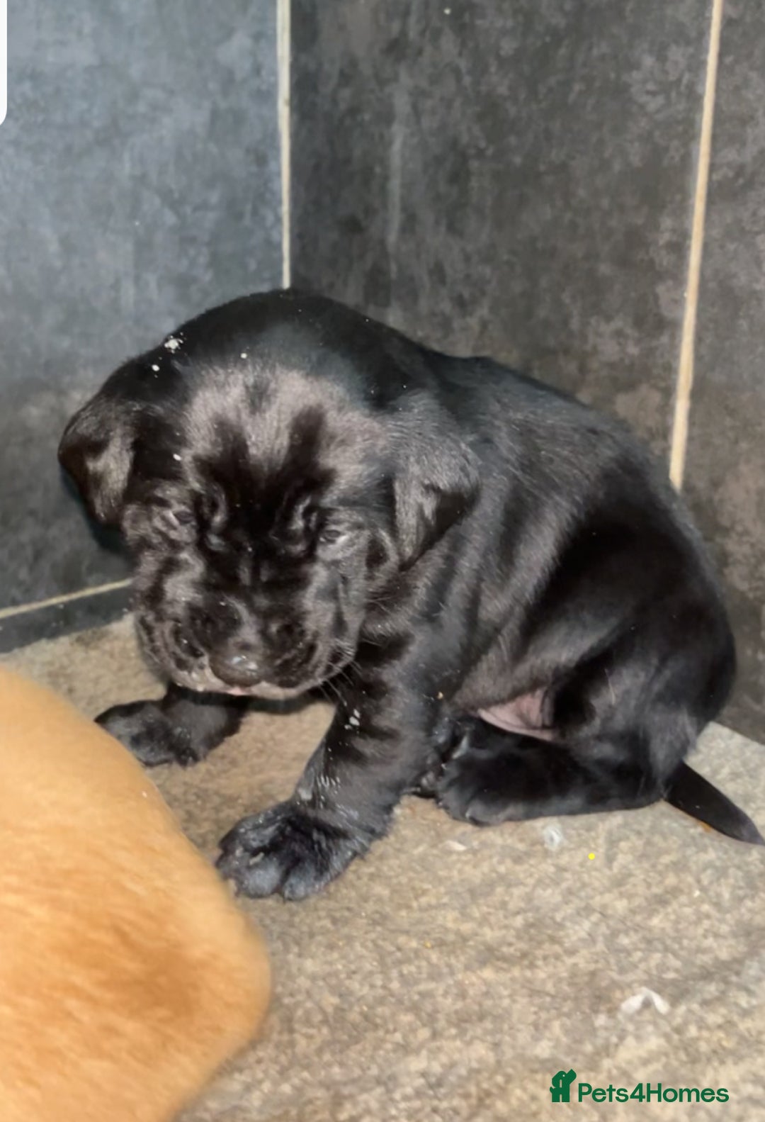 Labrador Retriever dogs for sale: Beautiful chunky KC Labrador ftch bloodline - Image 3