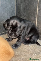 Labrador Retriever dogs - Advert 2