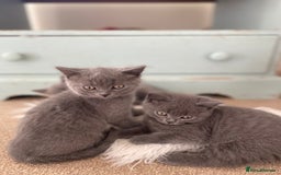 Russian Blue cats for sale: Gorgeous Russian blue/British Shorthair kittens - Advert 16
