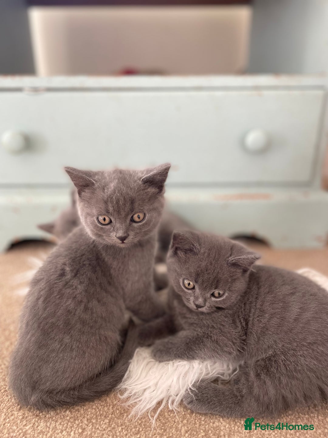 Russian Blue cats for sale: Gorgeous Russian blue/British Shorthair kittens - Advert 16