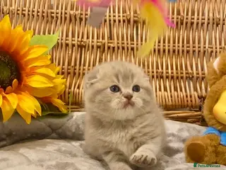 Scottish Fold cats 🧸EXTREMELY RARE TICA FAWN SCOTTISH/BSH 😻🧸 - Advert 1