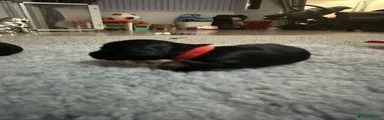 Miniature Dachshund 1