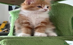 Maine Coon cats for sale: Stunning Kitten Mainecoon Girls - Image 26