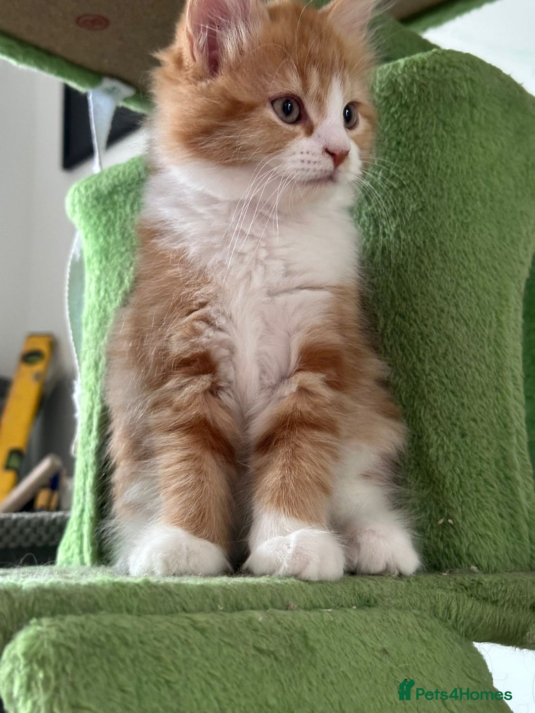 Maine Coon cats for sale: Stunning Kitten Mainecoon Girls - Image 26