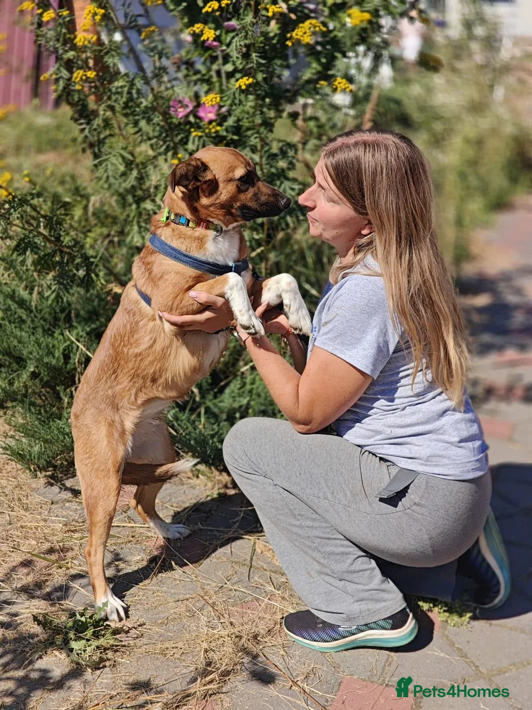 Mixed Breed dogs for adoption: ❤️🐶 LIRA – THE SOFTEST HEART - Advert 2