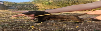Female 4