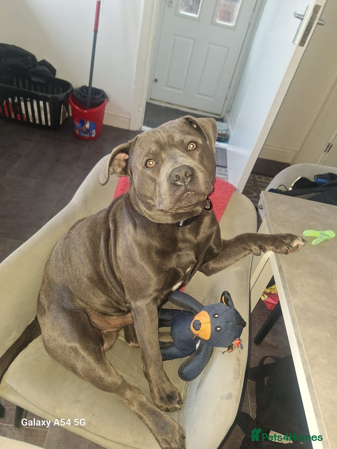 Staffordshire Bull Terrier dogs for stud: **FOR STUD** KC REGISTERED BLUE STAFF BULL TERRIOR - Advert 26