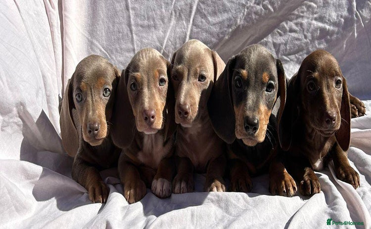 Dachshund dogs - Advert 1