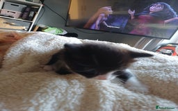 Domestic Shorthair cats for sale: Female tux kitten. - Image 2